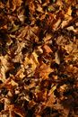 森林地面上，色彩缤纷的秋季枫叶茂密地散落着，展现出秋天的美丽