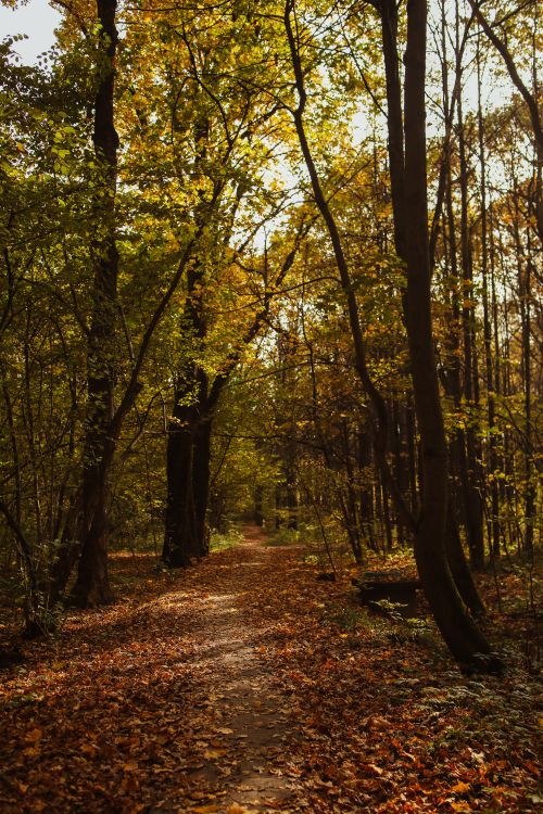 Free A tranquil forest pathway covered in autumn leaves, perfect for peaceful nature walks. Stock Photo