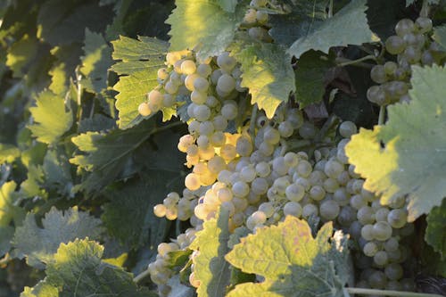 Gratis Foto stok gratis anggur hijau, anggur putih, buah-buahan Foto Stok