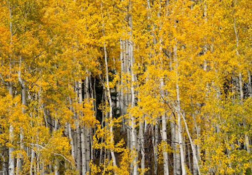Free A Grove of Aspen Trees Stock Photo