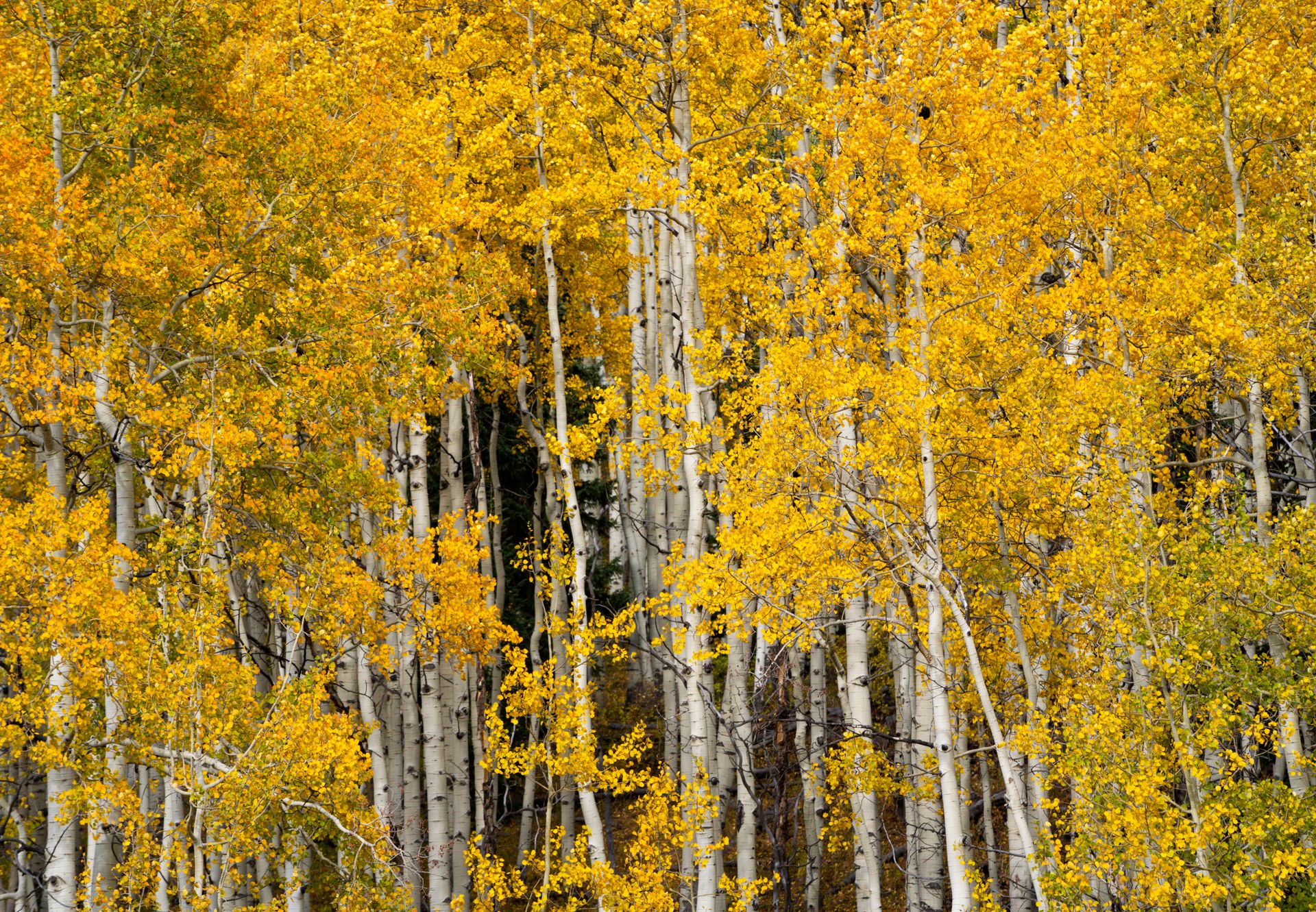 Dense aspen foliage in full fall colors at Crested Butte, Colorado.