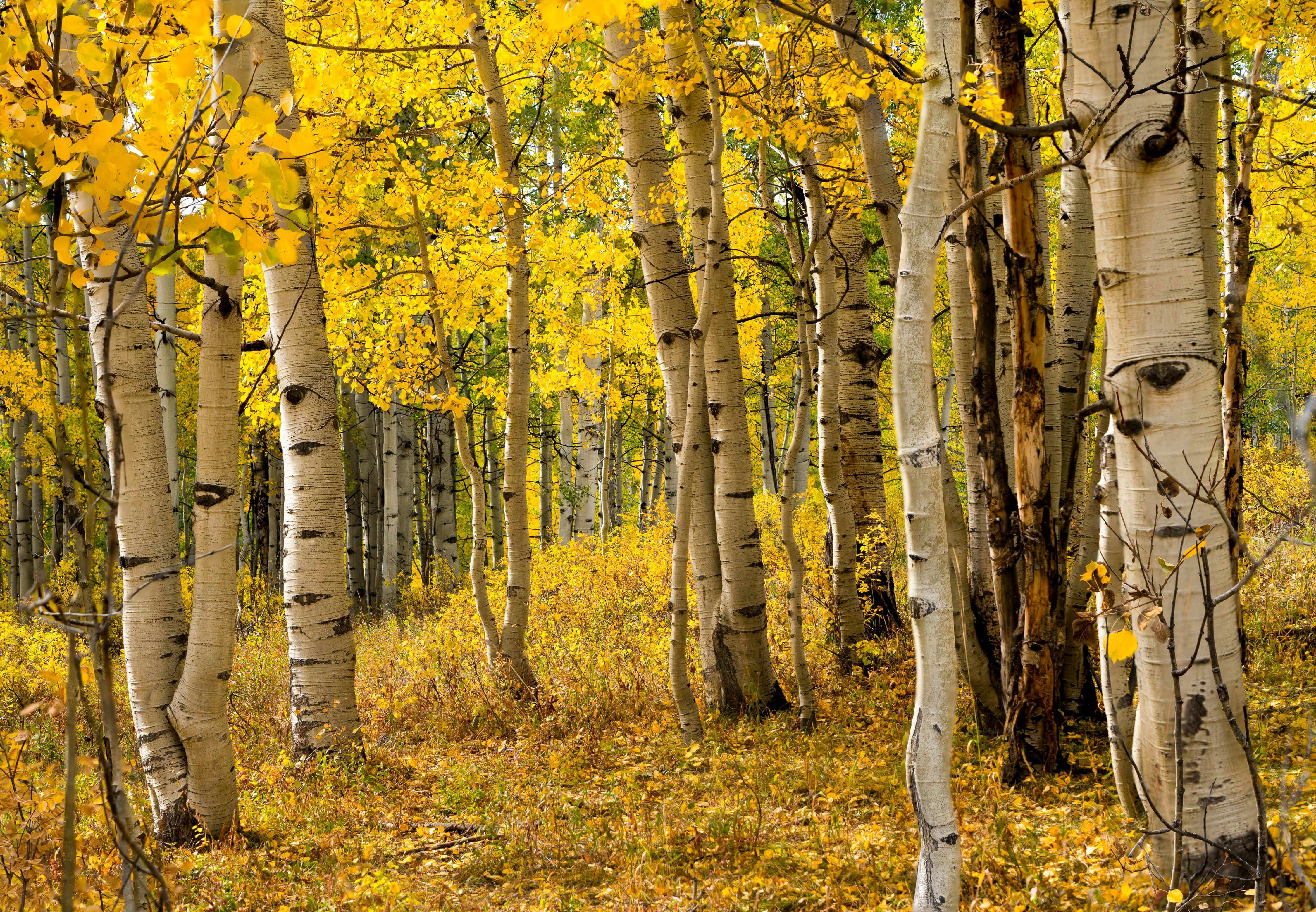 a grove of aspen trees