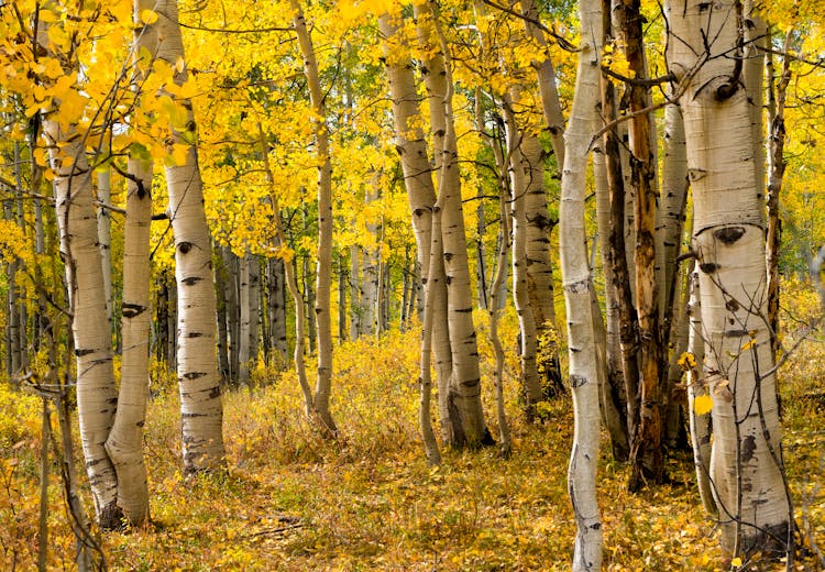 A Grove Of Aspen Trees