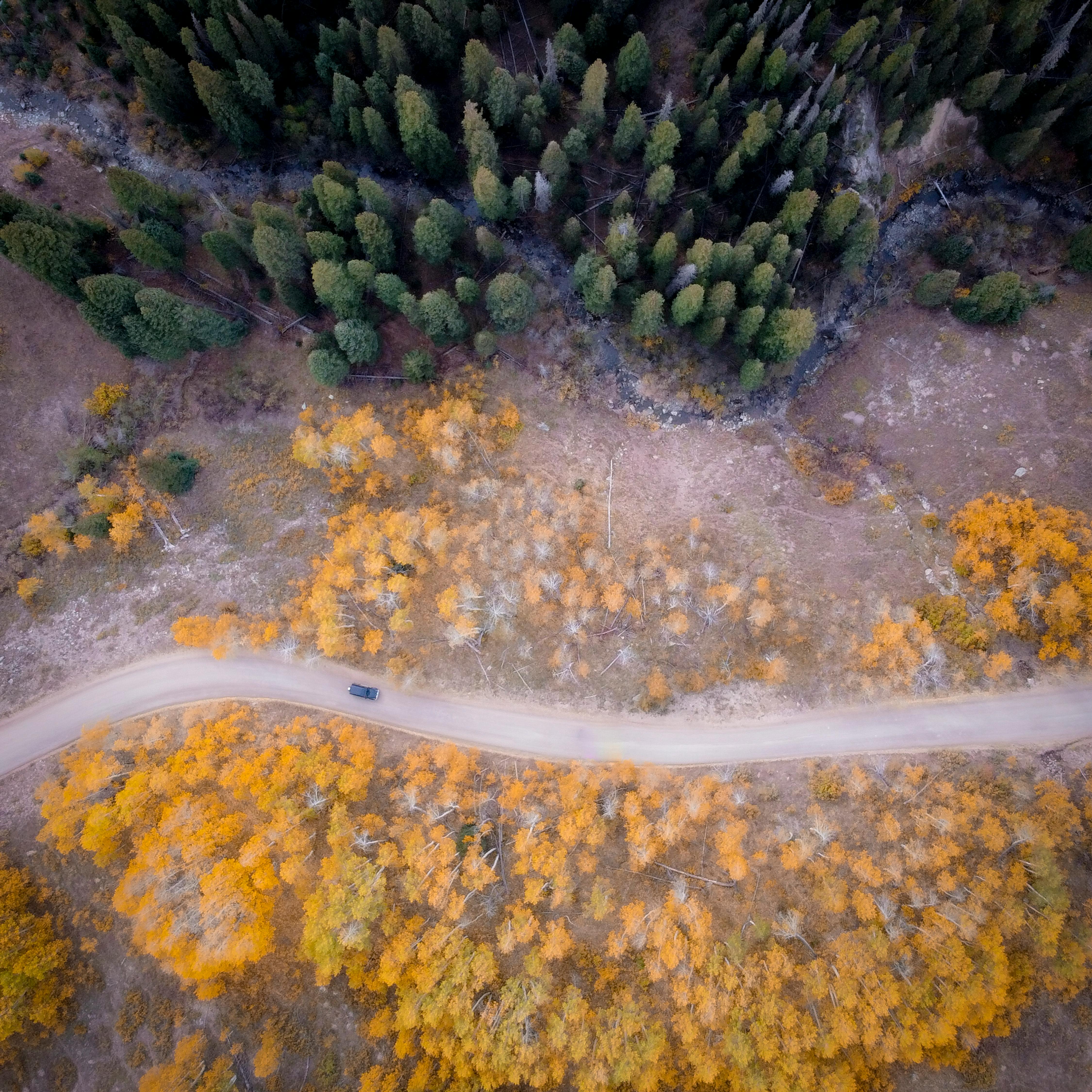 Drone shot of a winding road cutting through vibrant fall foliage and evergreen trees in Crested Butte, Colorado.