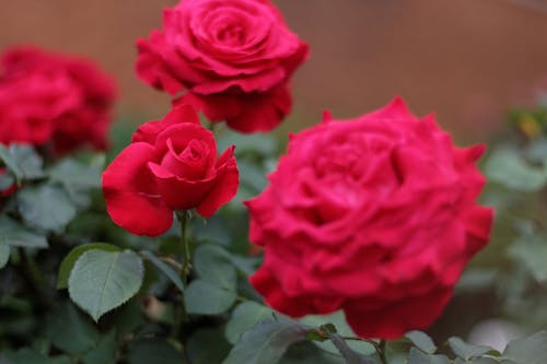 Foto d'estoc gratuïta de flors, rosa, roses