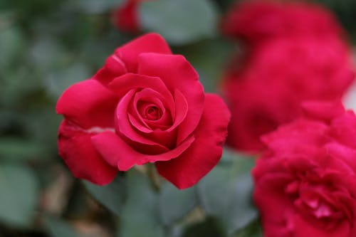 Foto d'estoc gratuïta de flors, rosa, roses