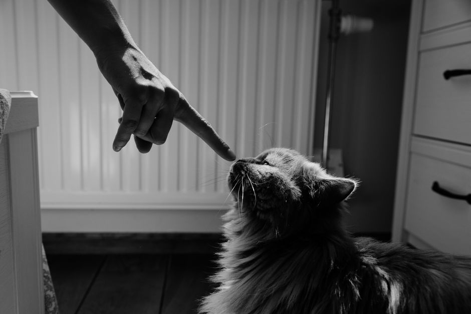 Black-and-white photo of a fluffy cat stretching up to sniff a person's pointing fingertip in a room