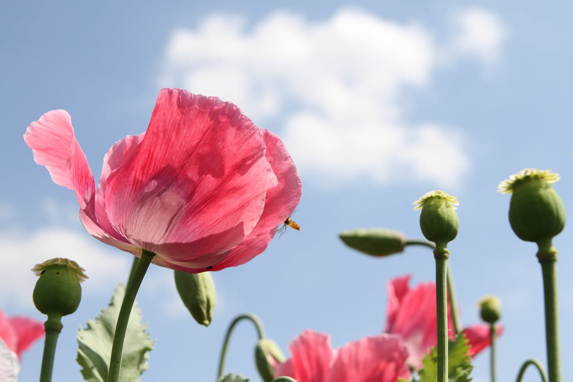 Pink Petaled Flowers