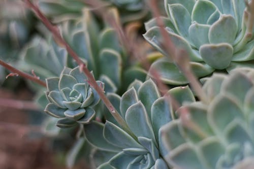 Foto d'estoc gratuïta de echeveria, planta suculenta, suculentes