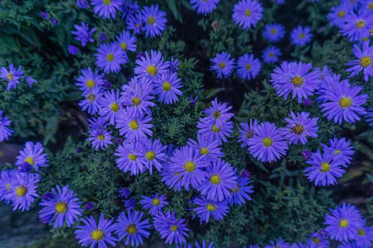 Aster Amellus Flowers