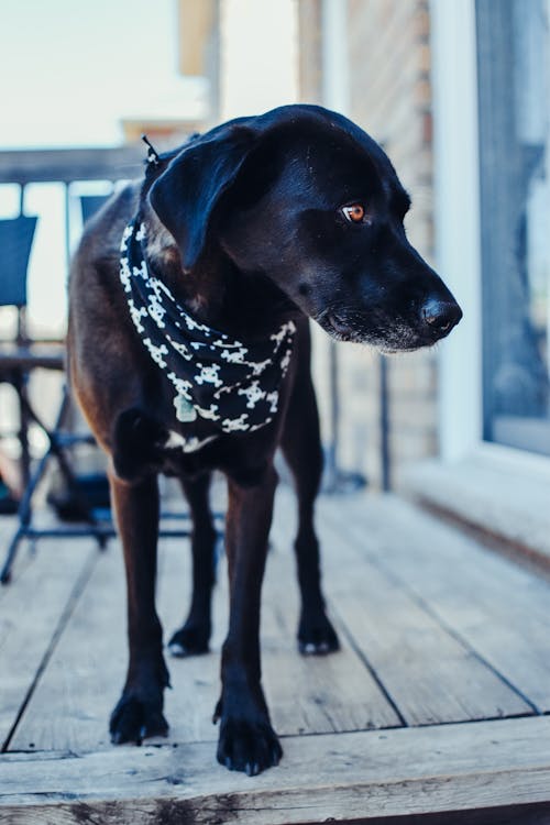 Black Dog Wearing Black Bandana while Standing on a Wooden Surface