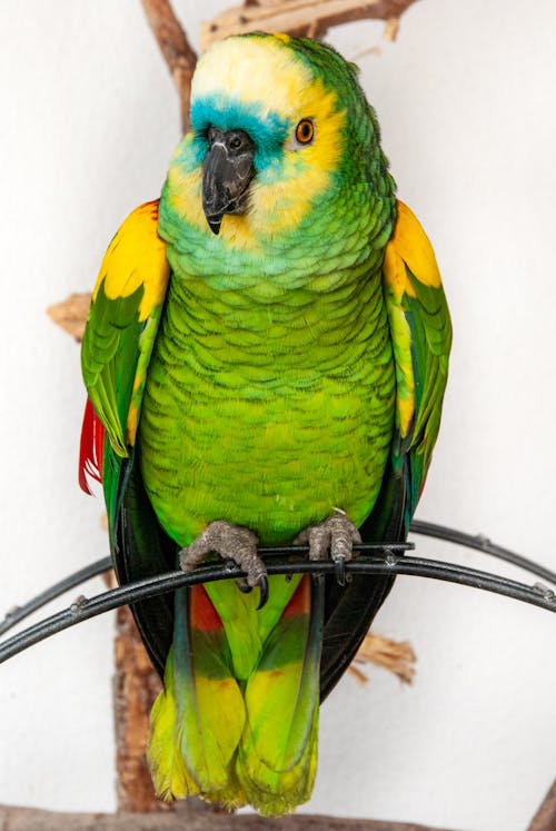 Close-up of a Turquoise Fronted Parrot