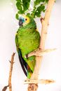 Green Bird on Brown Tree Branch