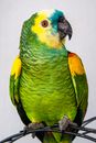 Green and Yellow Bird on White Surface