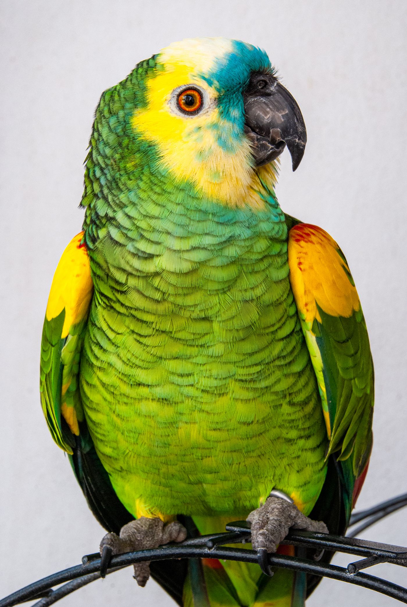 Yellow-headed Amazon parrot portrait with vivid green and yellow plumage