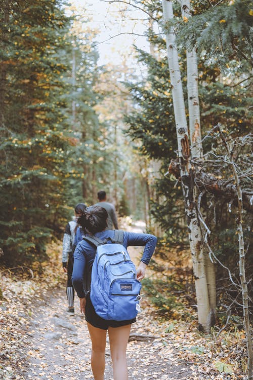 Back view faceless travelers with backpacks strolling along rural walkway in lush coniferous woods on early autumn day