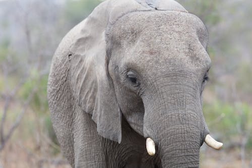 Безкоштовне стокове фото на тему «африканський слон, дика природа, портрет» стокове фото