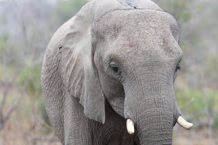 Portrait Of African Elephant