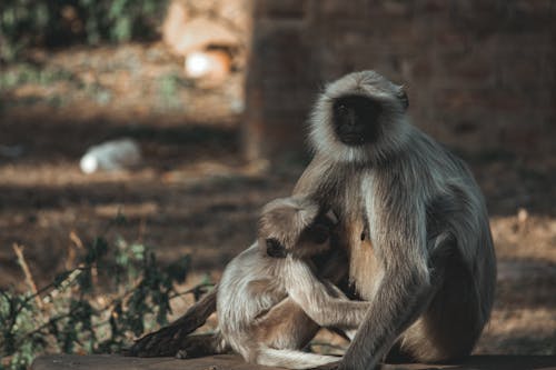 Monkeys in zoo in daylight