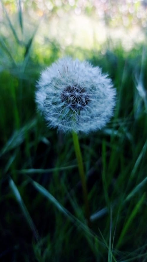 Gratis stockfoto met paardenbloem