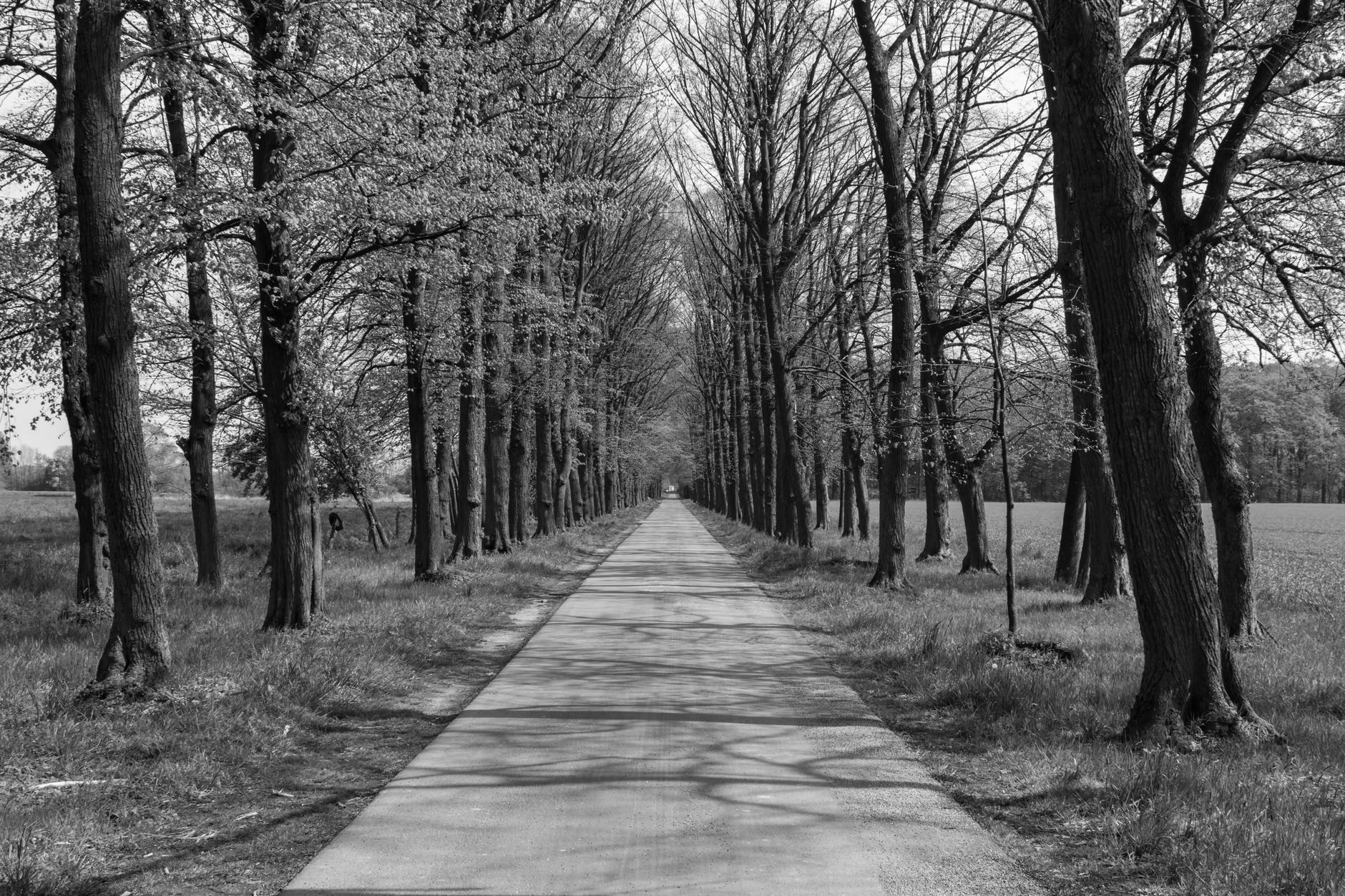 A wide quiet avenue in Runda lined with hedges and gated driveways under tall trees