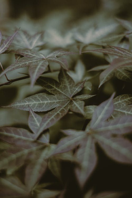 Fotobanka s bezplatnými fotkami na tému acer palmatum, hĺbka ostrosti, japonský javor