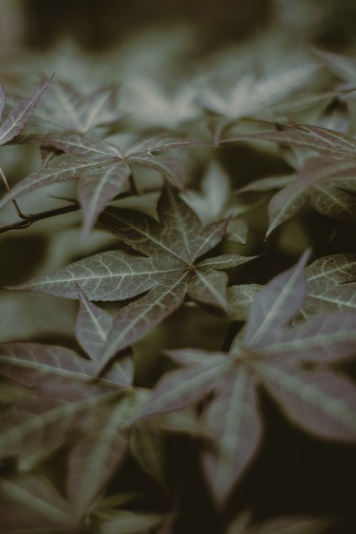 Free Artistic close-up of Japanese maple leaves showcasing rich foliage and selective focus. Stock Photo