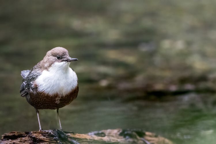 Close Up Of A White Throated Dipper