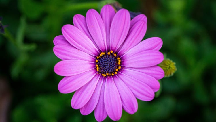 A Purple African Daisy