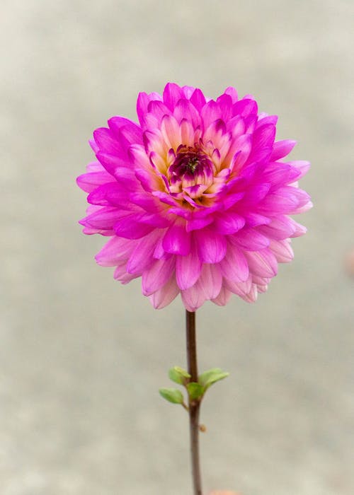 Close-up of a Dahlia Pinnata