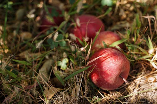 Apples in Grass