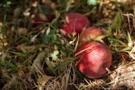 Red Fruit on Brown Dried Grass