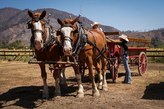 Carriage Drawn by Two Horses