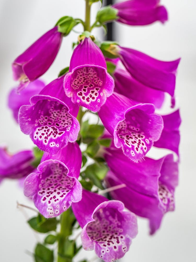 A Close-Up Shot Of Foxgloves