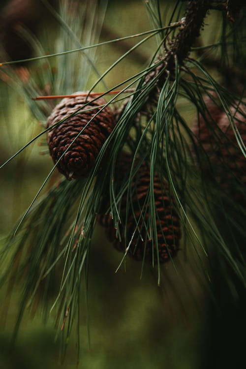 Brown Pine Cones Hanging From a Tree Branch
