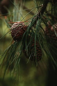Detailed capture of pine cones hanging from an evergreen branch with blurred background, shot during daylight.