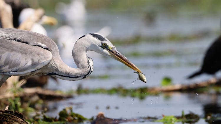 Grey Heron Eating Small Fish On Swamp