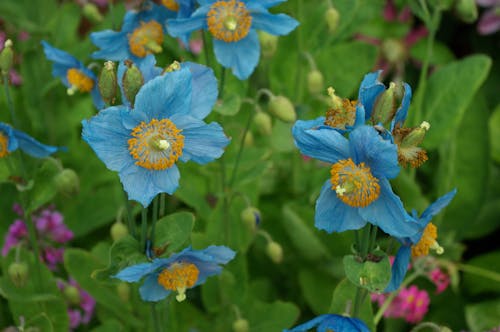 Free stock photo of blue meconopsis, blue poppies Stock Photo
