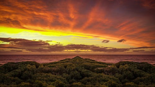 Green Trees Near the Ocean During Sunset