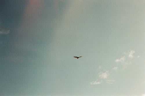 Single bird soaring in sky