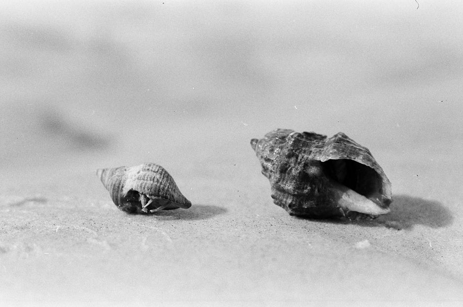 Black and white pair of small textured seashells placed on ground of sand