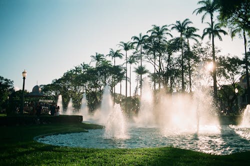 Exotic majestic garden with splashing water in fountains against row of tropical palms in sunlight