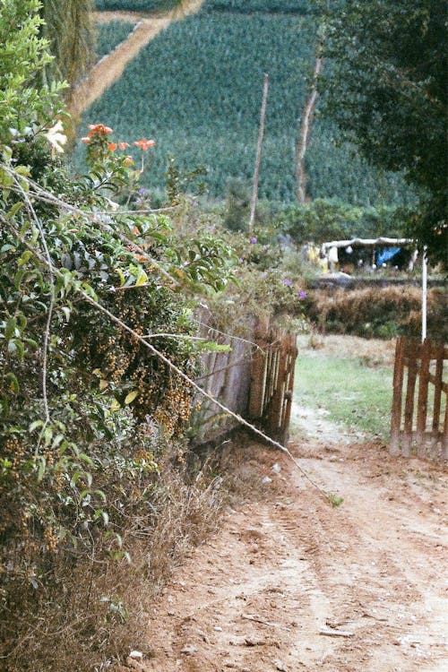 Immagine gratuita di alberi, campagna, cancello