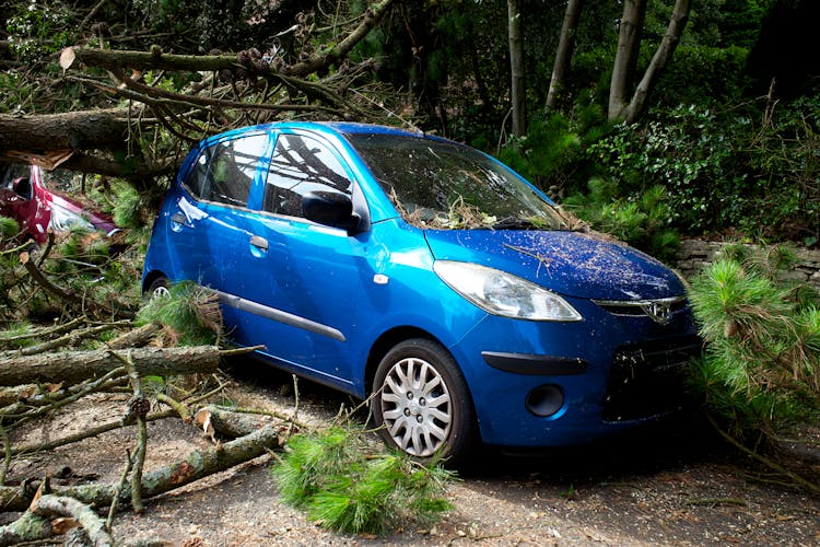 Fallen Trees On A Hyundai I10