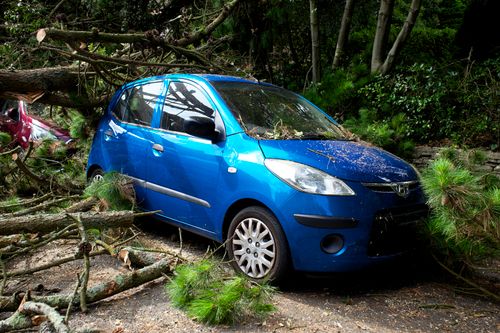 Free A blue car trapped under fallen trees in a post-storm scene in the UK. Stock Photo