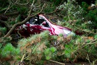 Fallen Trees on a Maroon Car