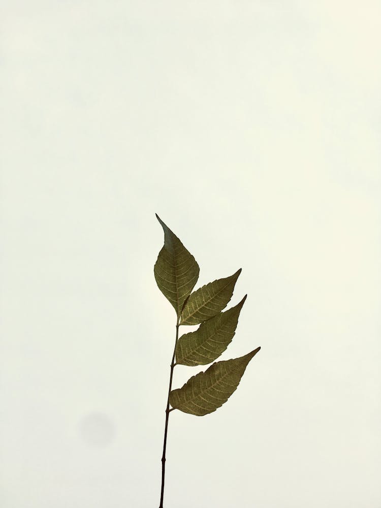 Neem Leaves With A White Background