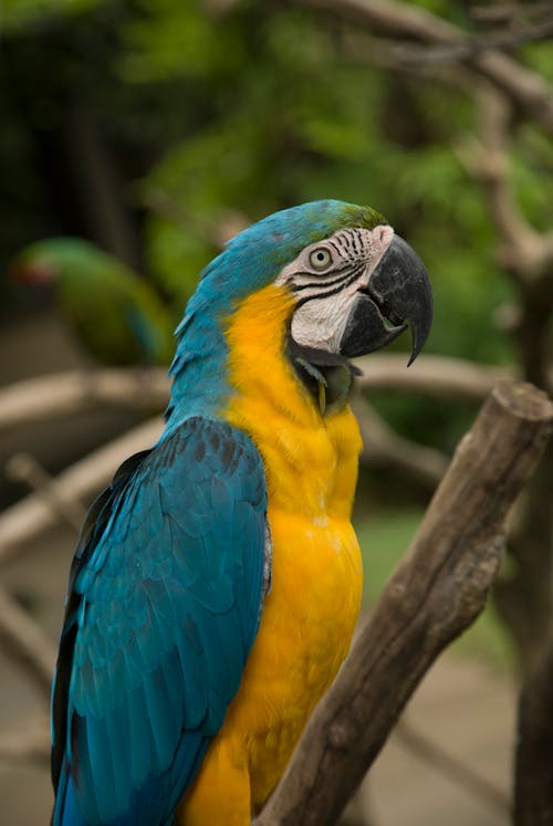 Close-up of a Blue and Yellow Macaw 