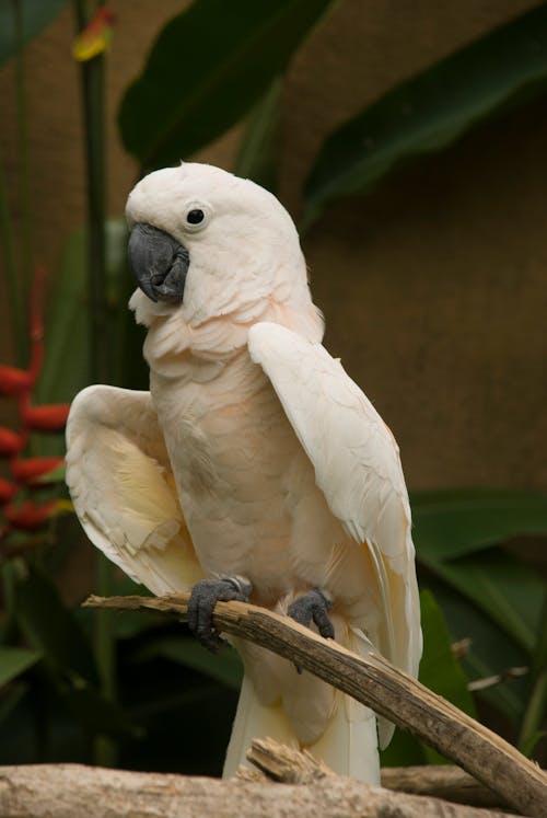 White Bird on Brown Stick