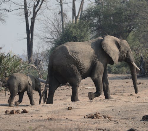 Gratis lagerfoto af dyr, dyreliv, elefanter Lagerfoto
